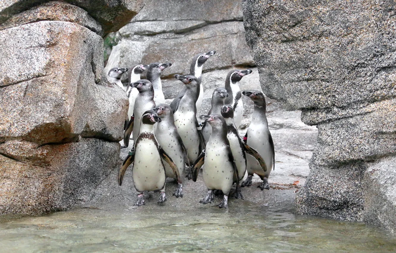 Photo wallpaper nature, background, penguins