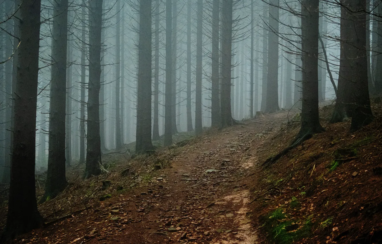Photo wallpaper forest, trees, nature, fog, path