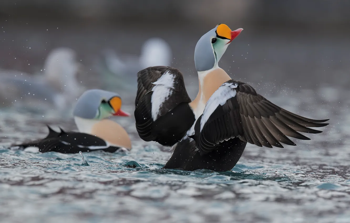 Photo wallpaper water, squirt, nature, duck, wings, pair, a couple, pond