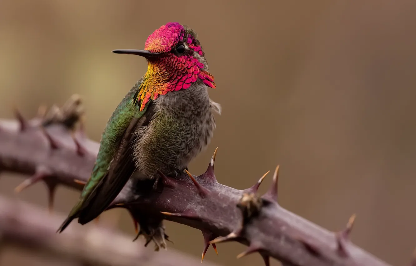 Photo wallpaper nature, background, bird
