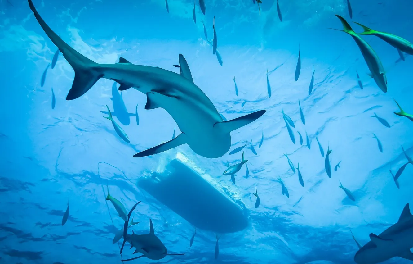 Photo wallpaper Shark, Ocean, Diving