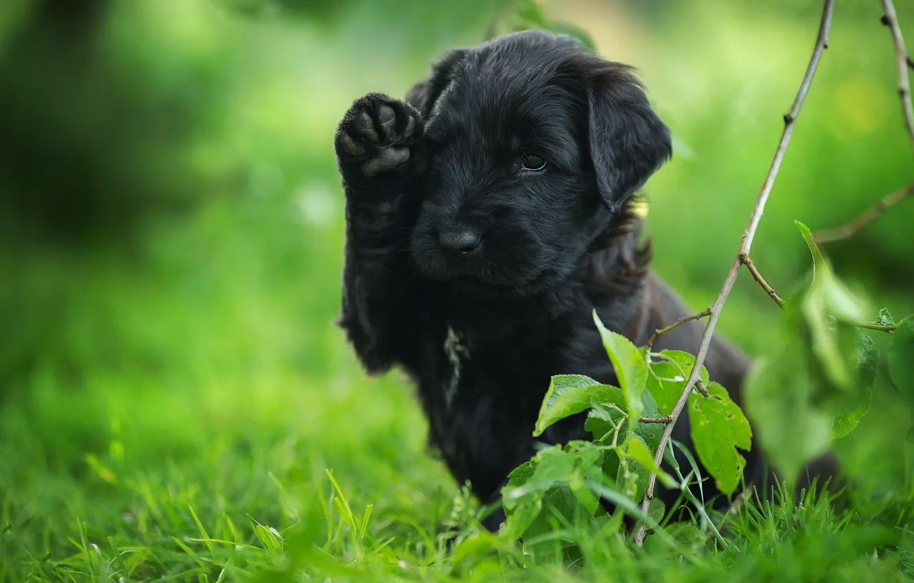 Photo wallpaper grass, leaves, pose, black, dog, branch, baby, puppy