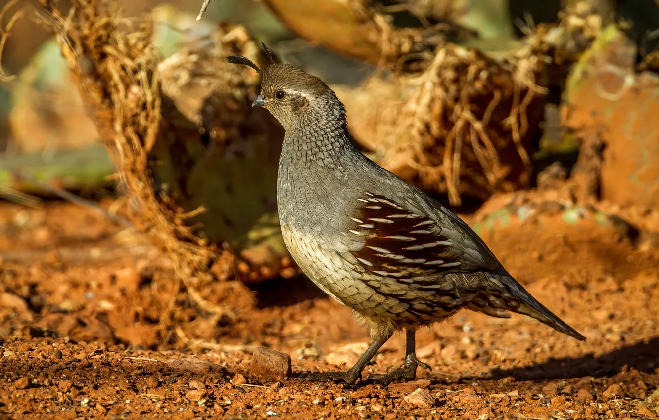 Photo wallpaper bird, female, common quail crested