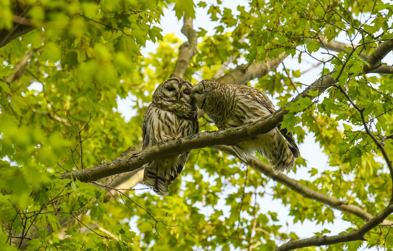 Photo wallpaper greens, leaves, trees, branches, nature, pose, owl, bird