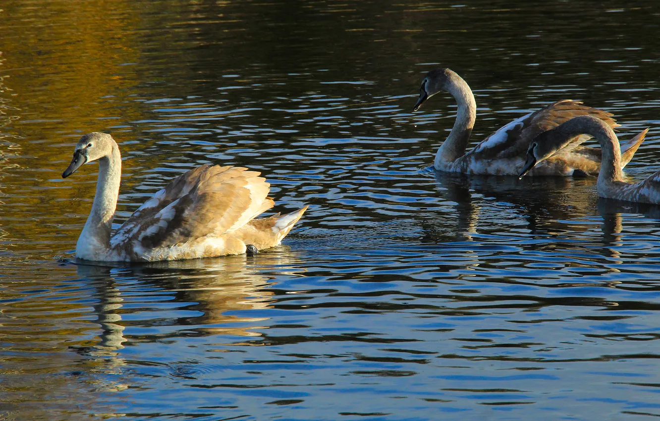 Photo wallpaper swan, bird, water, lake, swim