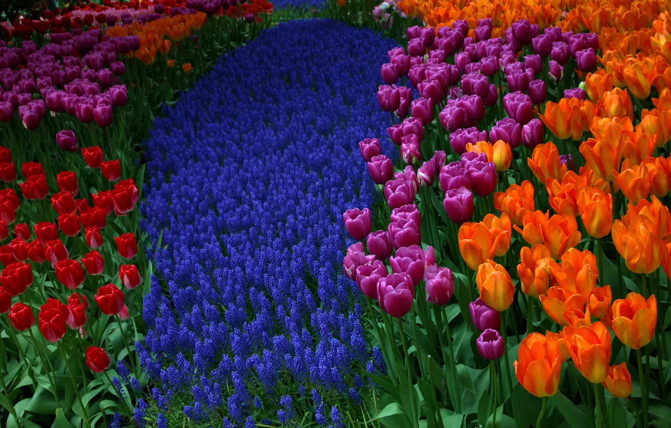 Photo wallpaper tulips, Muscari, hyacinths