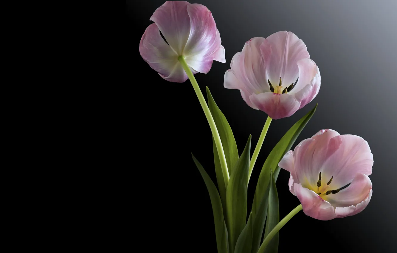 Photo wallpaper background, tulips, trio