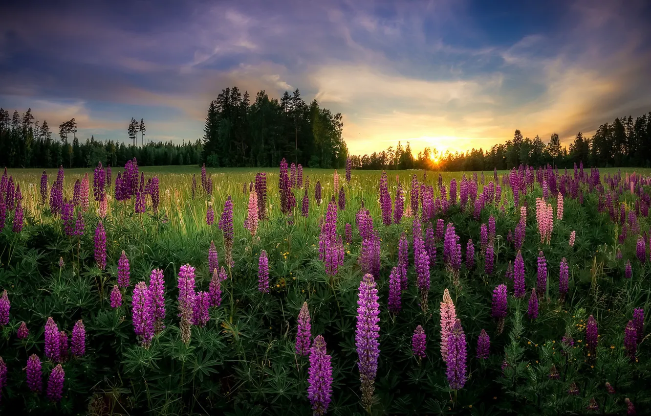 Photo wallpaper field, summer, flowers, morning