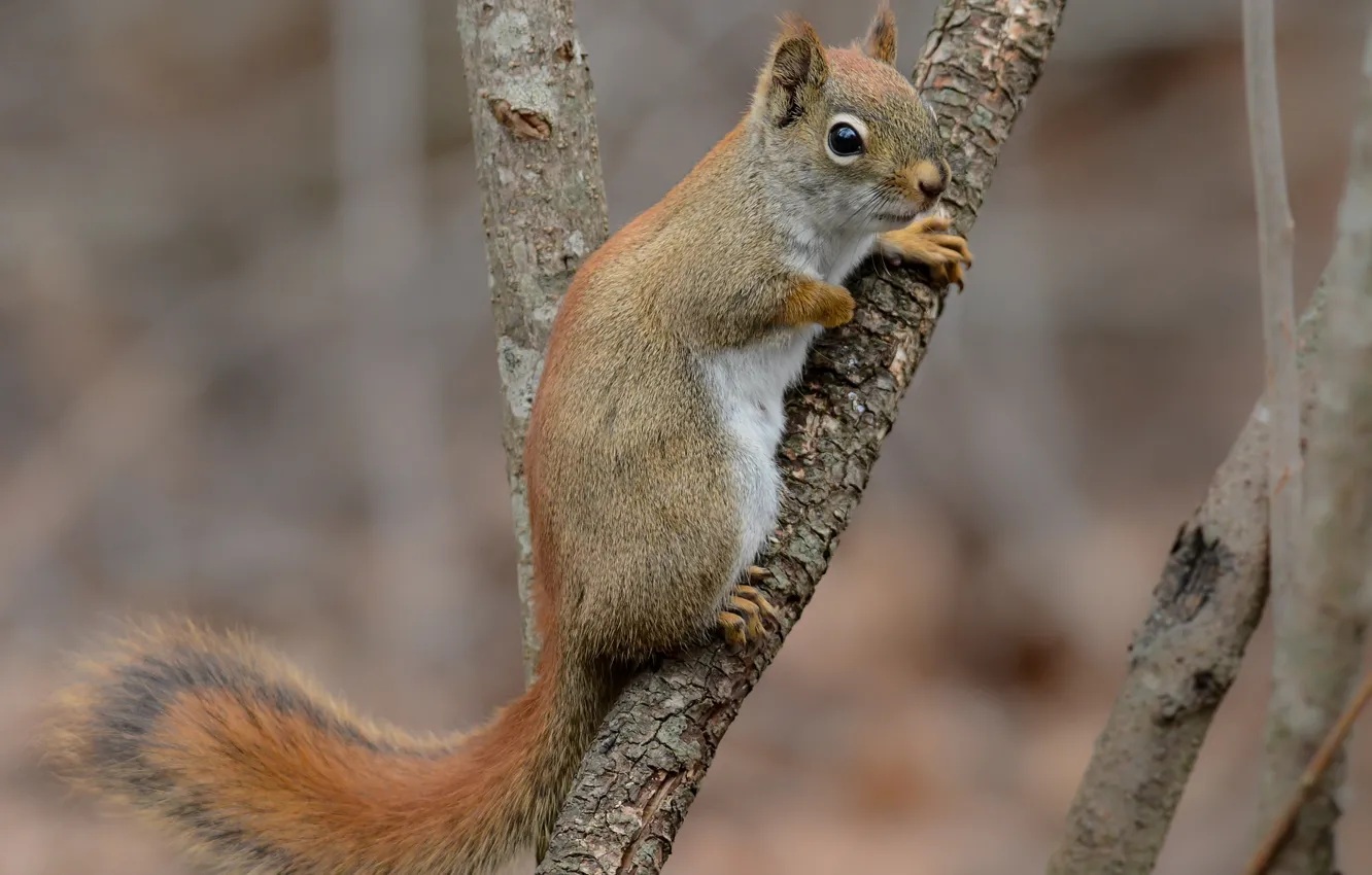 Photo wallpaper branches, protein, tail
