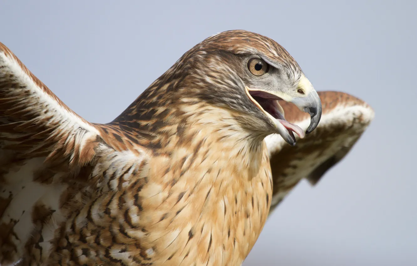 Photo wallpaper bird, wings, predator, head, beak, hawk