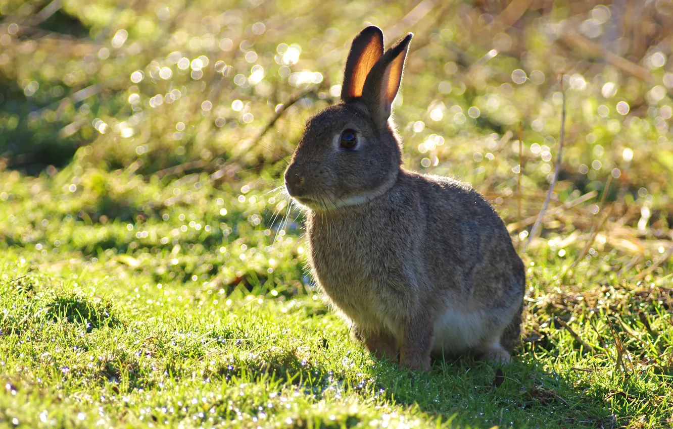 Photo wallpaper grass, light, grey, background, hare, rabbit, sitting, bokeh