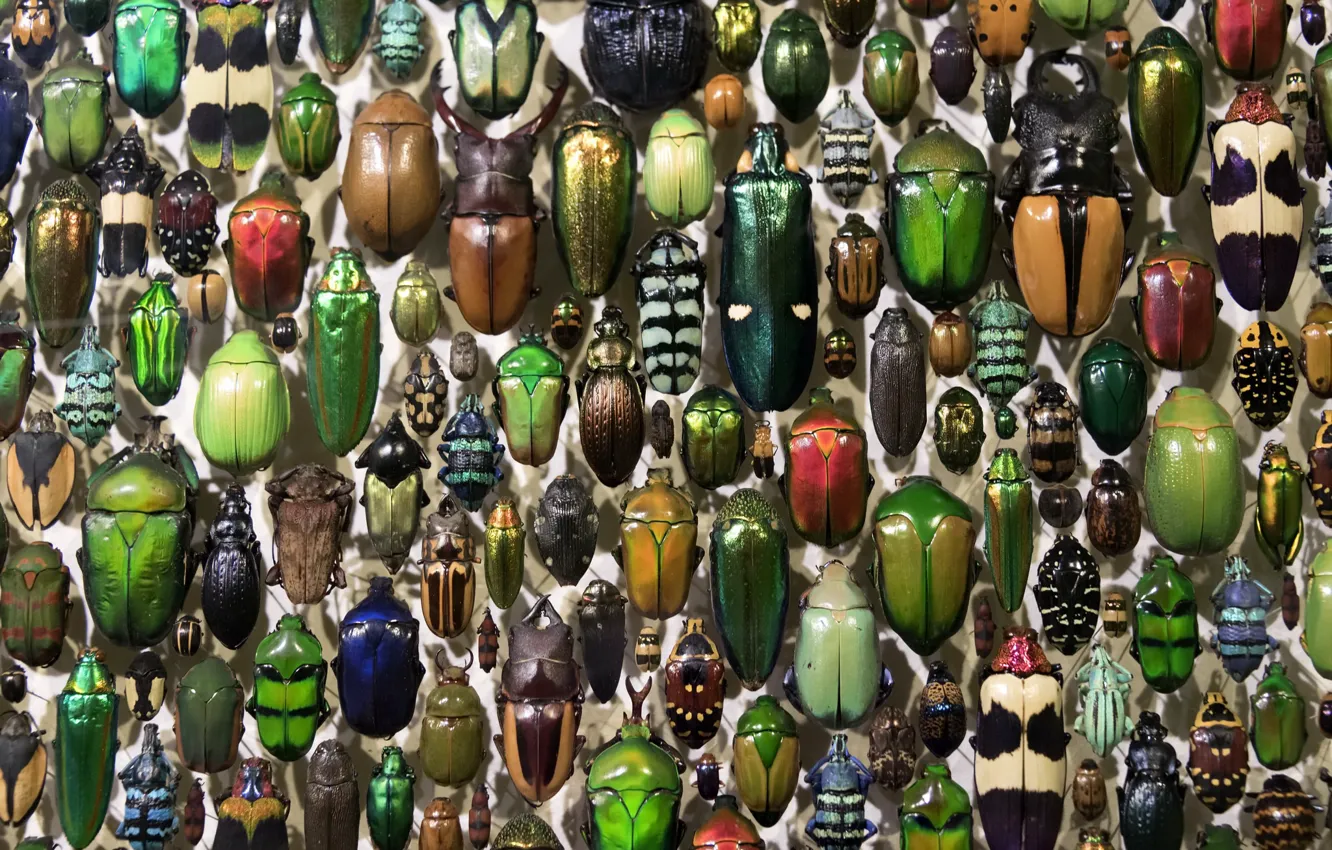 Photo wallpaper background, color, beetle