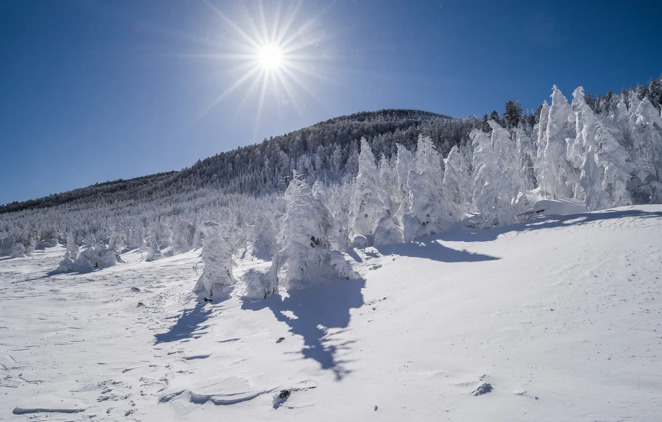 Photo wallpaper winter, forest, the sky, the sun, rays, snow, trees, mountains