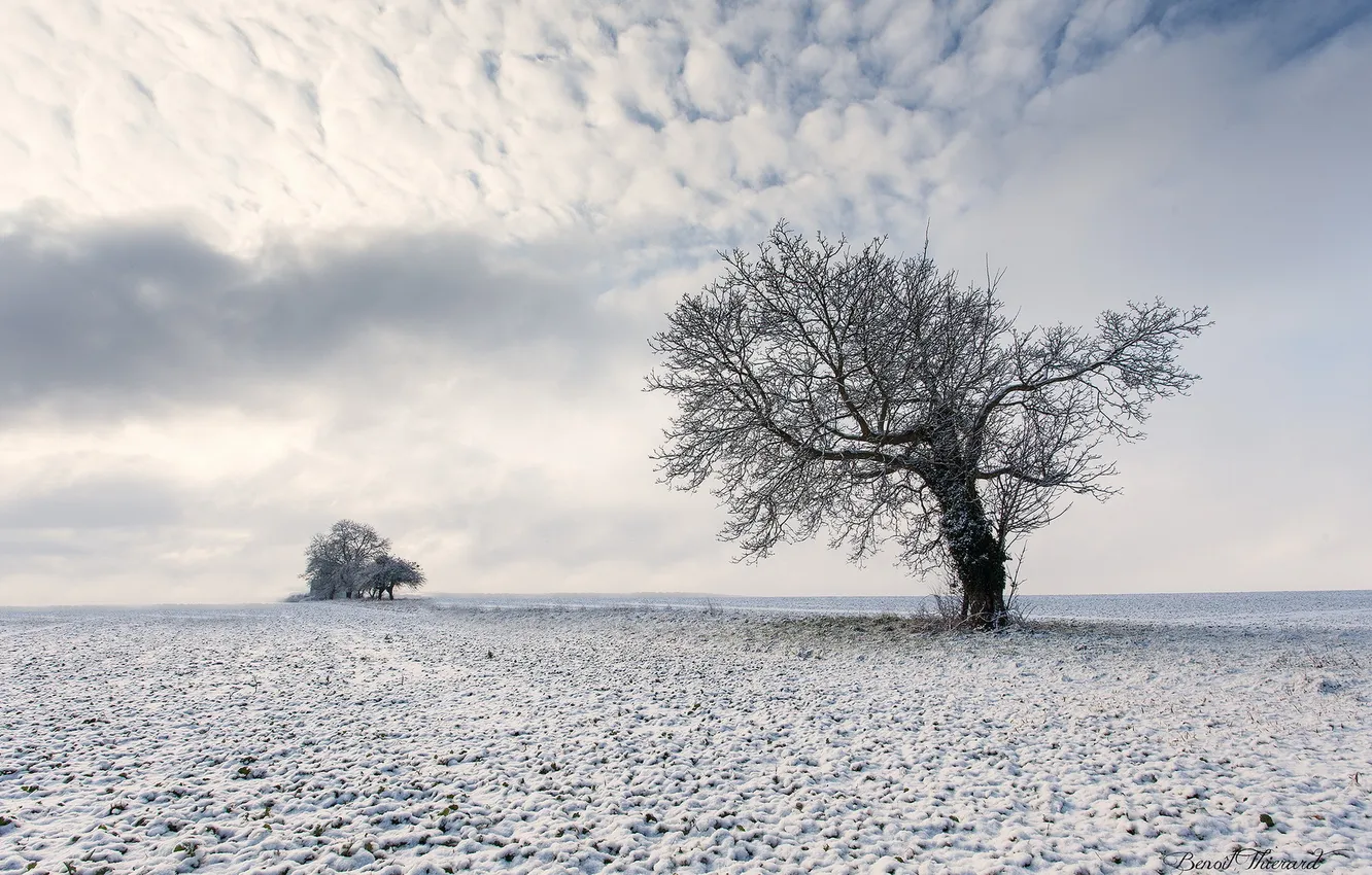 Photo wallpaper winter, field, trees, landscape