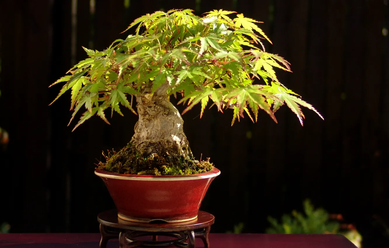 Photo wallpaper leaves, light, trees, table, bonsai, Japan, stand