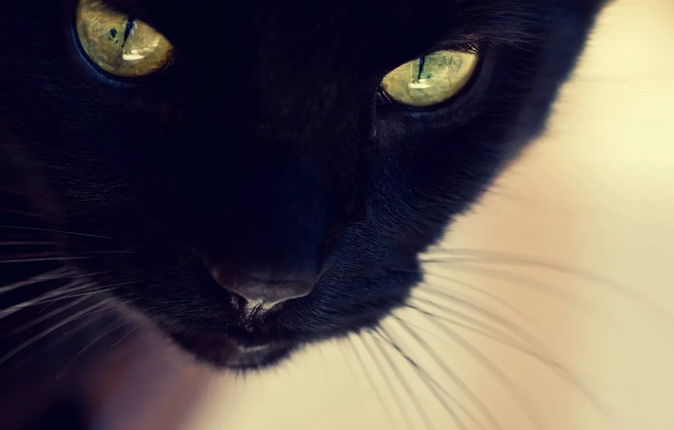 Photo wallpaper cat, eyes, look, black, black, eyes, cat, Kote