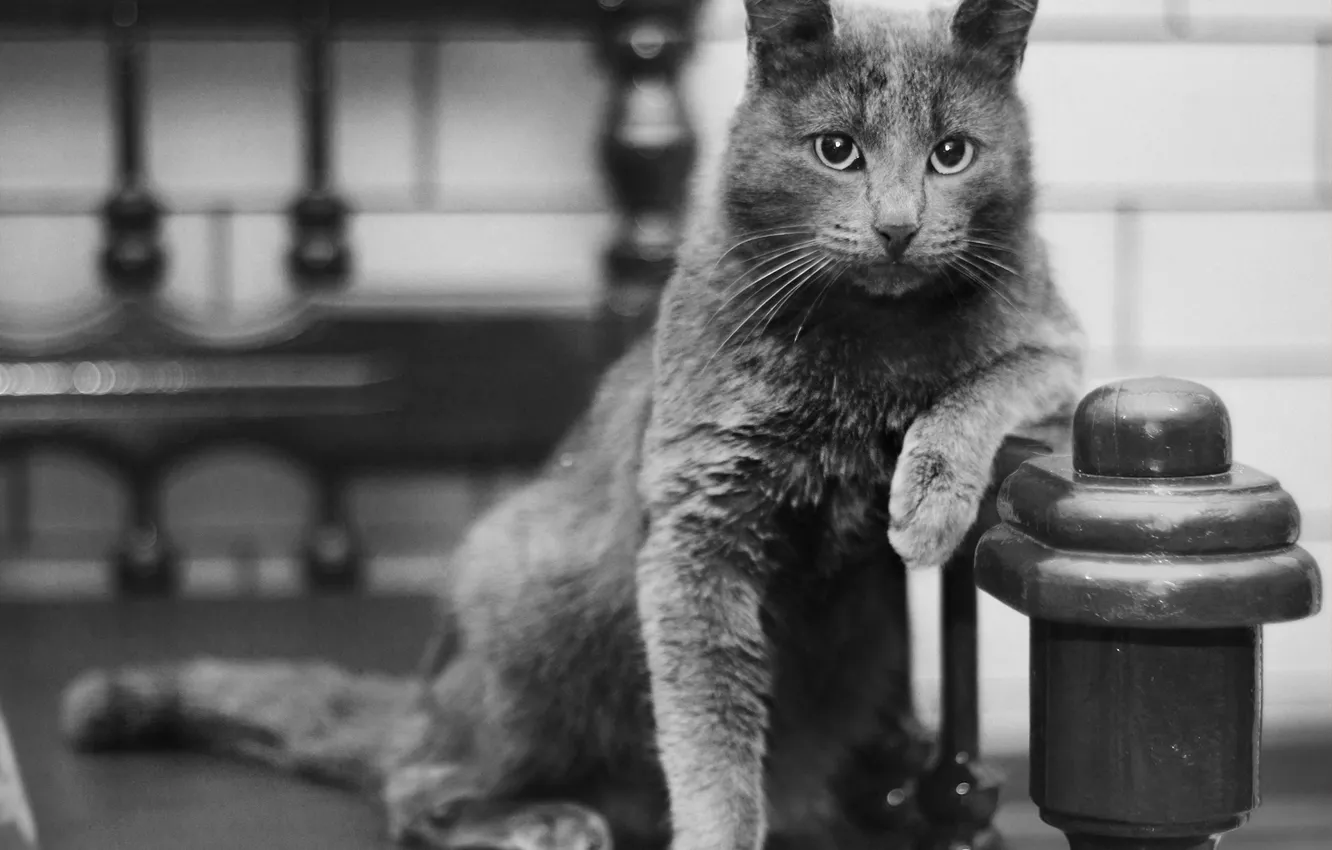 Photo wallpaper cat, pose, black and white, Russian blue