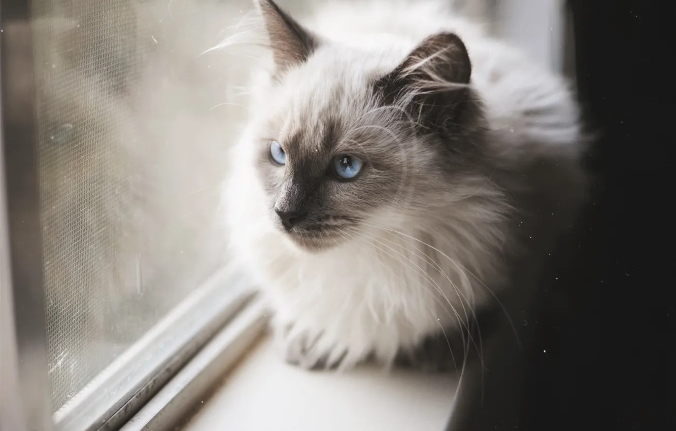 Photo wallpaper cat, cat, mustache, wool, blue eyes