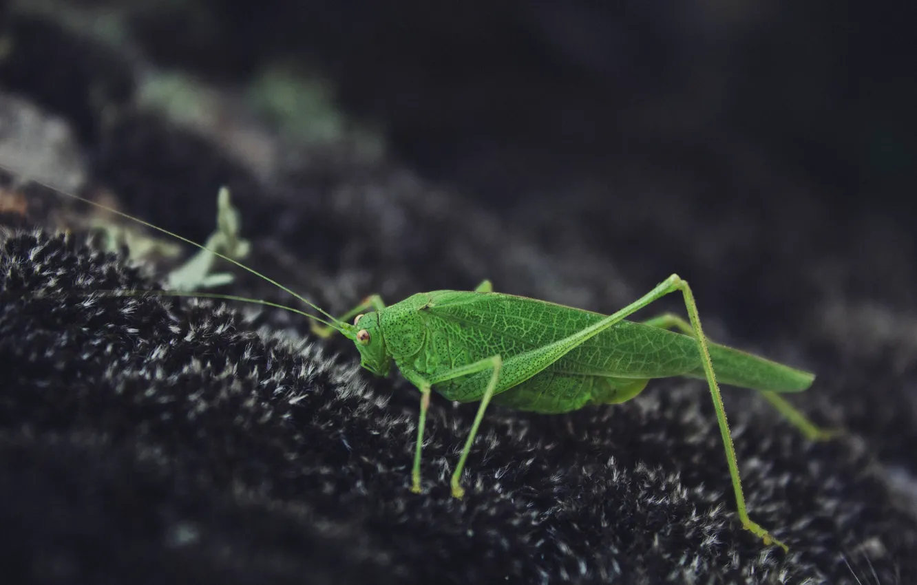 Photo wallpaper Nature, Grasshopper, Green