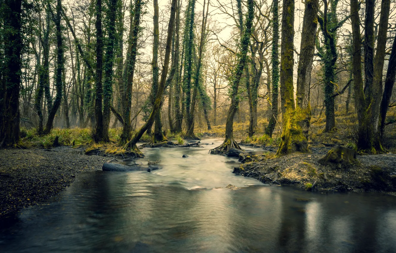 Photo wallpaper forest, nature, river