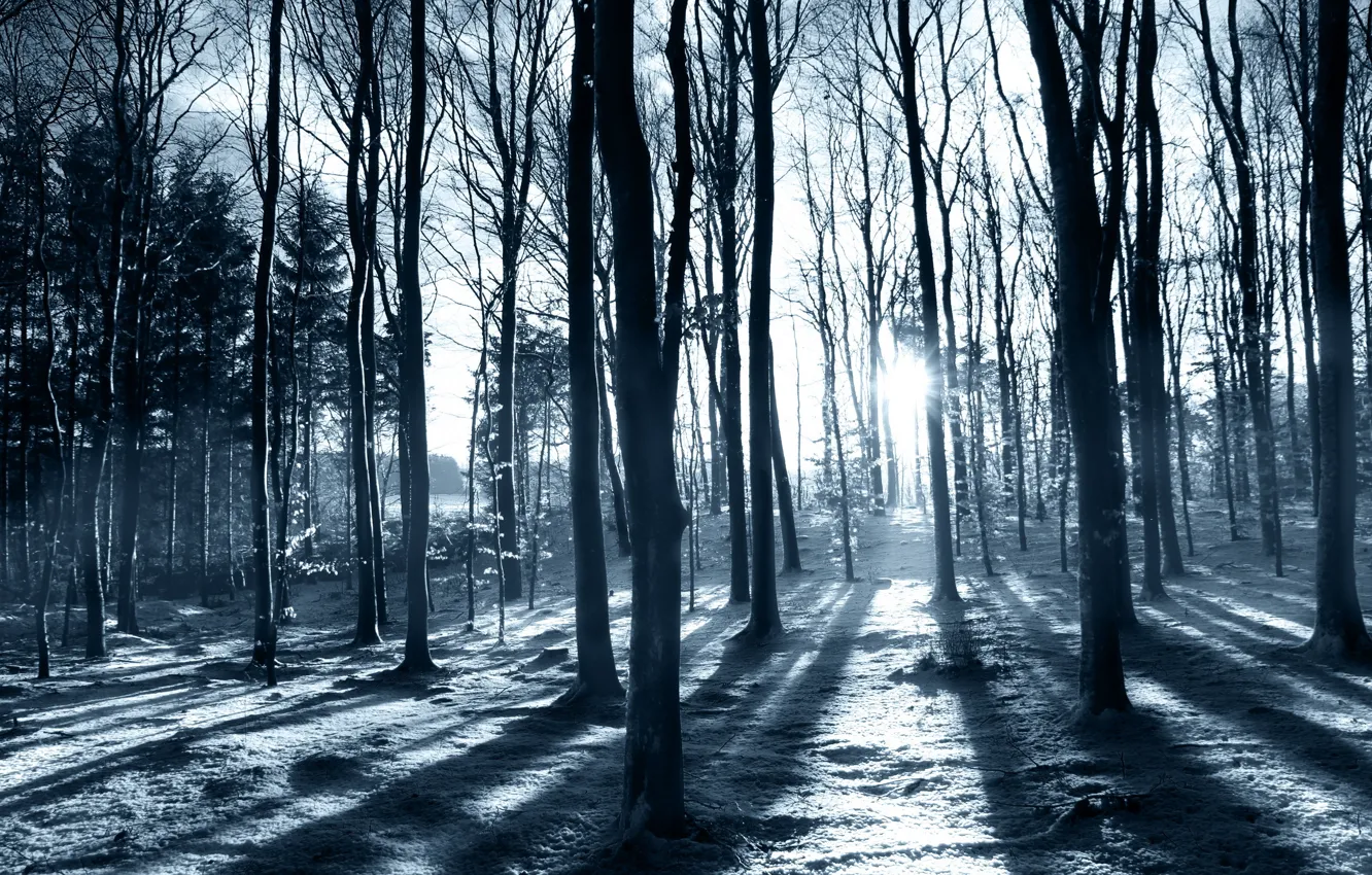 Photo wallpaper forest, snow, nature