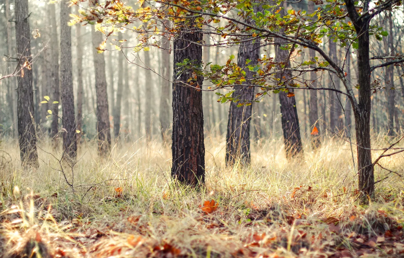 Photo wallpaper autumn, forest, grass, leaves, trees