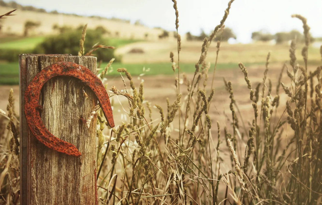 Photo wallpaper field, summer, plant, fence, ears, columns, horseshoe