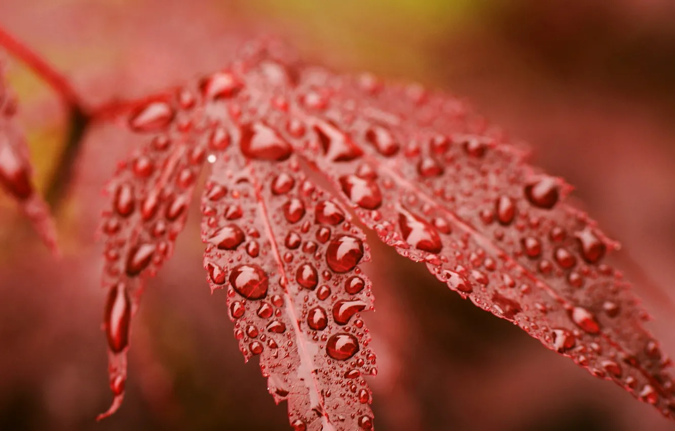 Photo wallpaper autumn, drops, red, sheet, Rosa