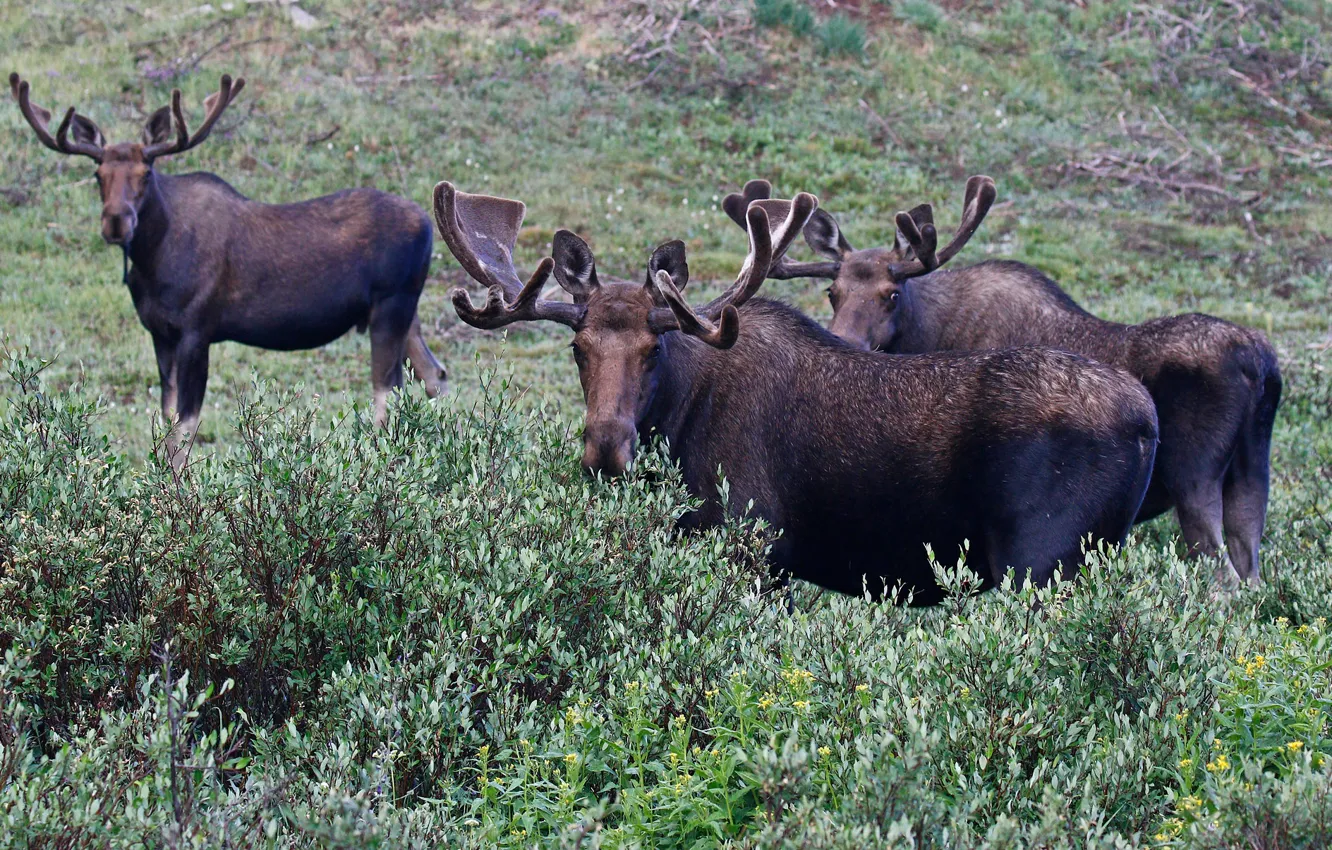 Photo wallpaper nature, horns, the herd, moose