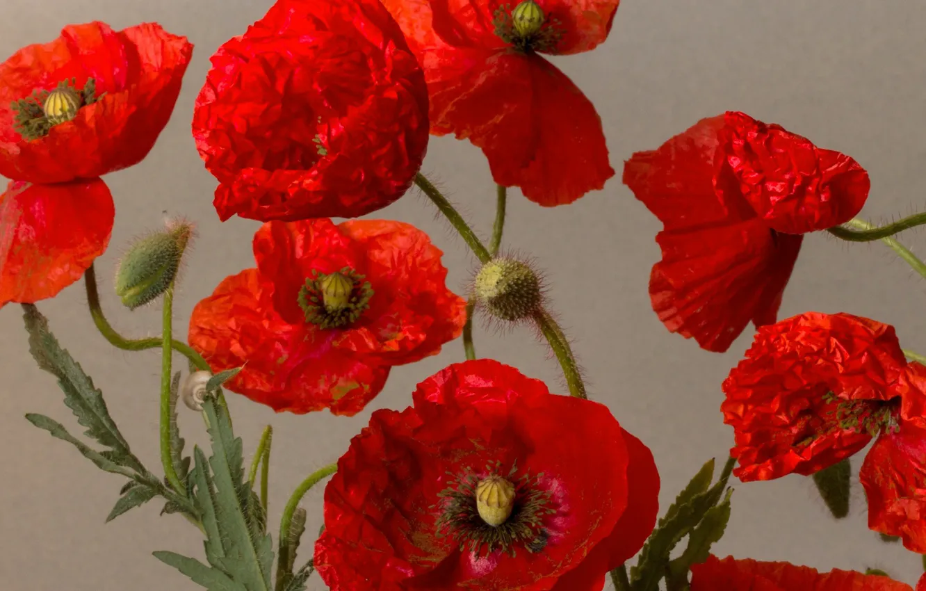 Photo wallpaper nature, Maki, petals