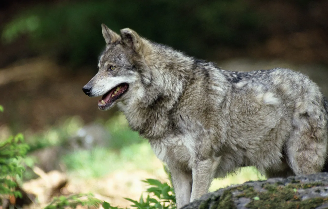 Photo wallpaper Predator, nature, animal, wolf, wildlife, portrait, portrait., Canis lupus. face