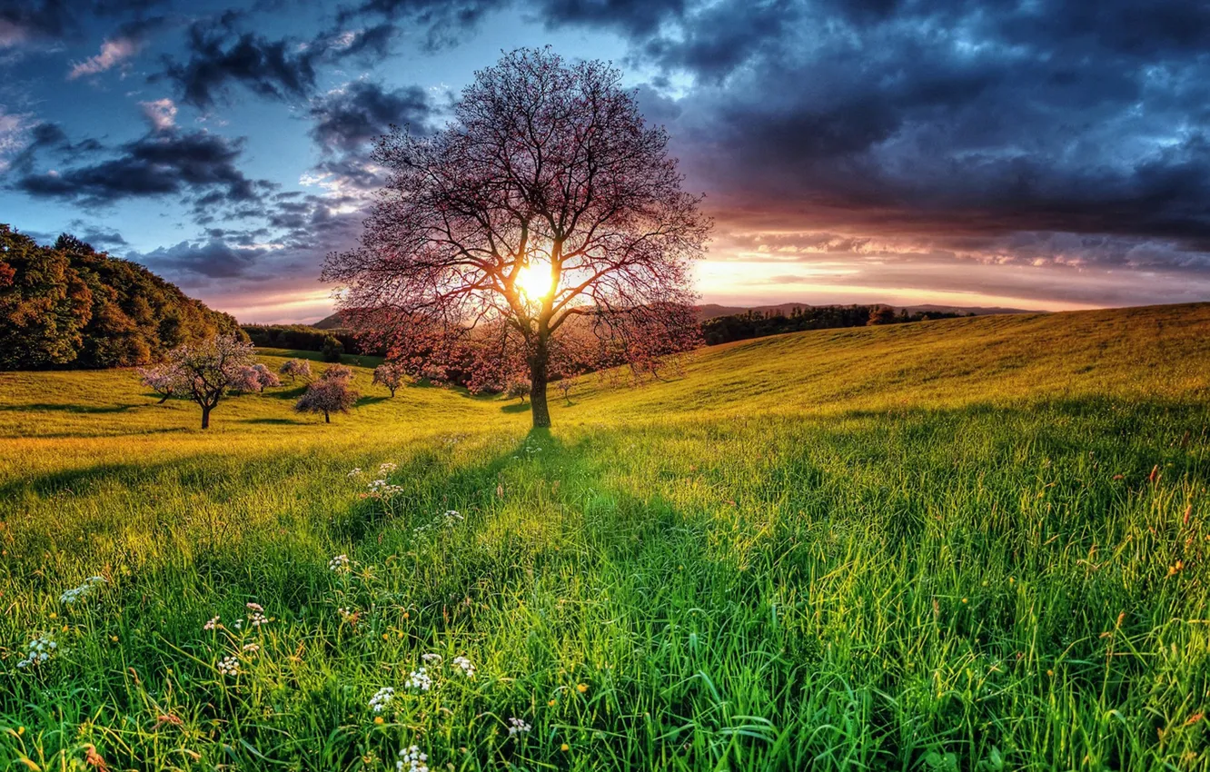 Photo wallpaper field, summer, trees, sunset