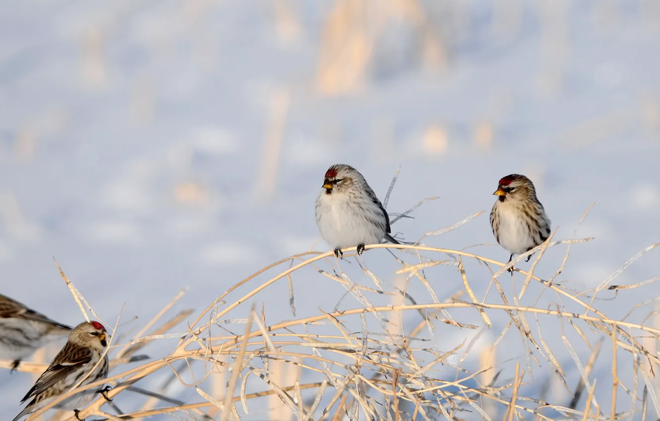 Photo wallpaper winter, snow, branches, bird, Dry