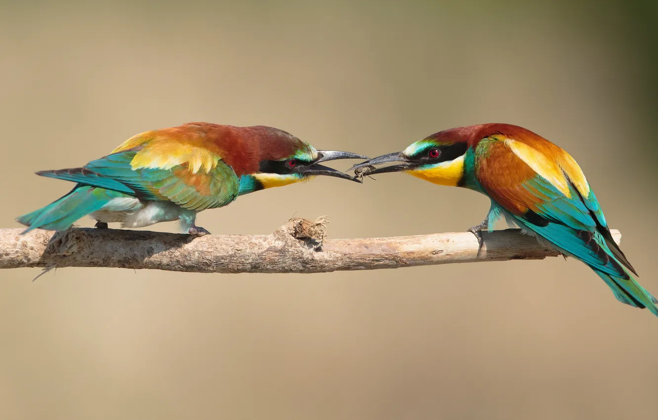 Photo wallpaper branches, bird, a couple, European bee-eater