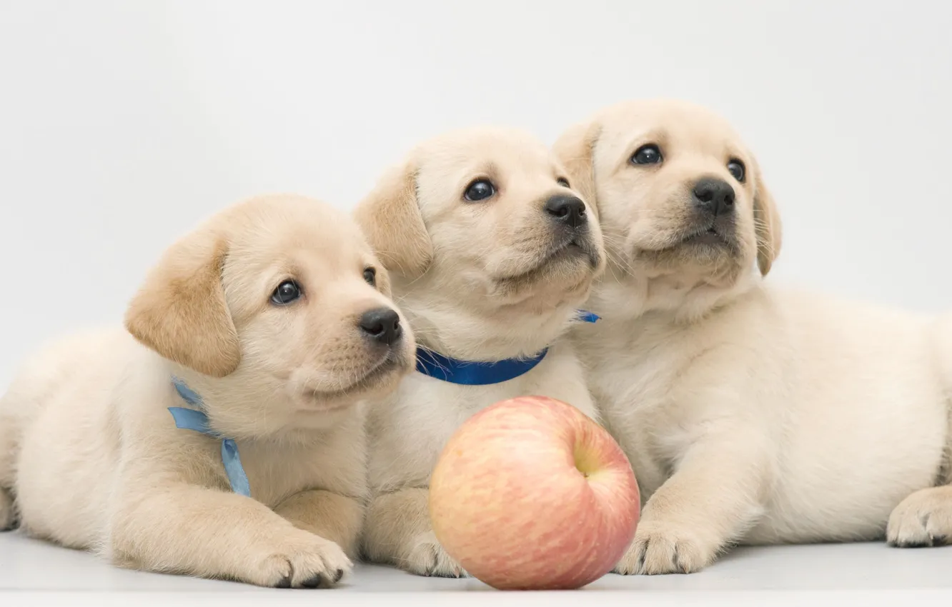Photo wallpaper apples, puppy, trio, Labrador, Retriever