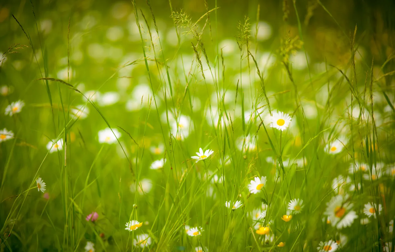 Photo wallpaper summer, grass, chamomile