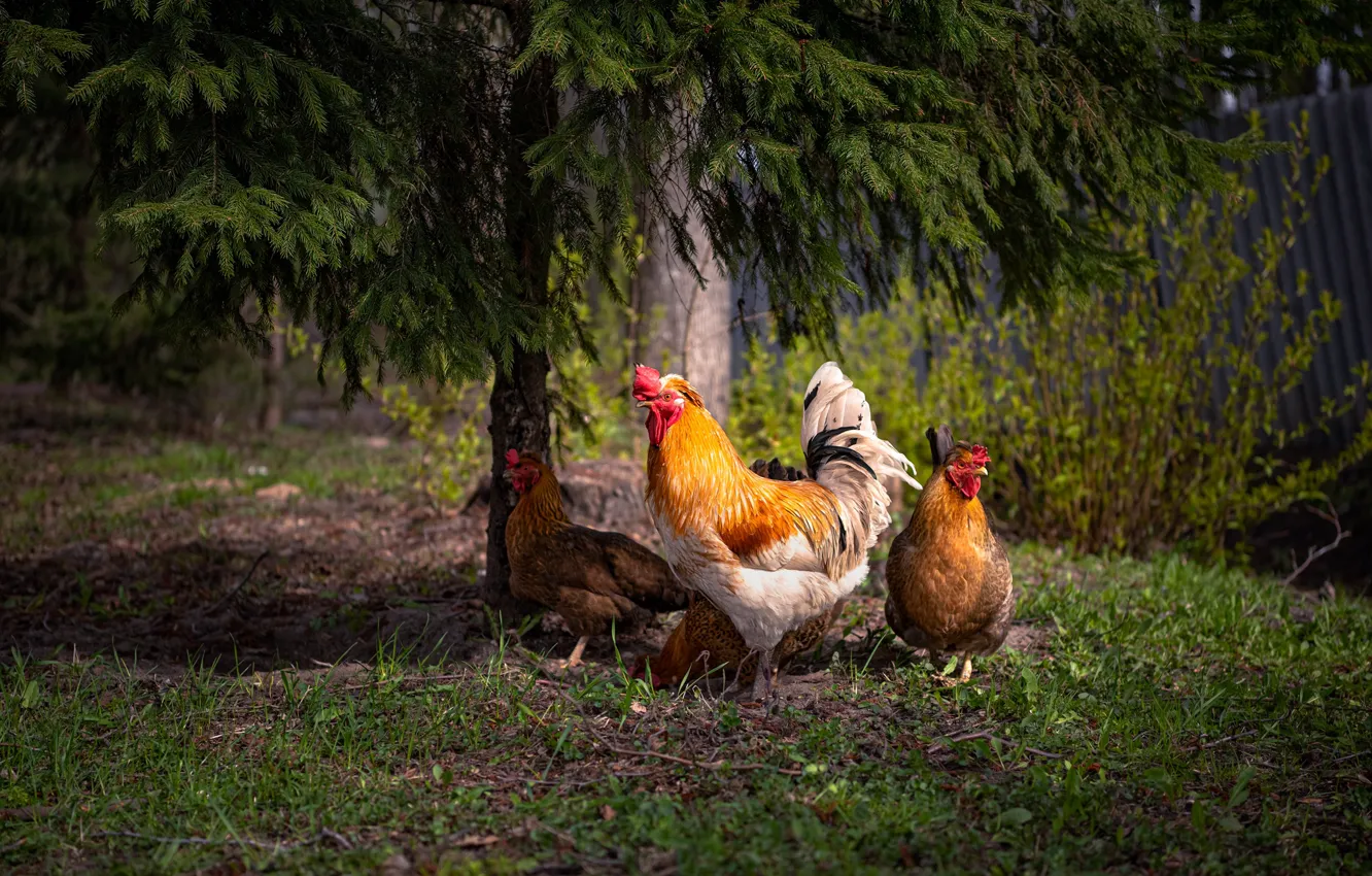 Photo wallpaper trees, birds, nature, cock, chickens, Ruslan Avdevich