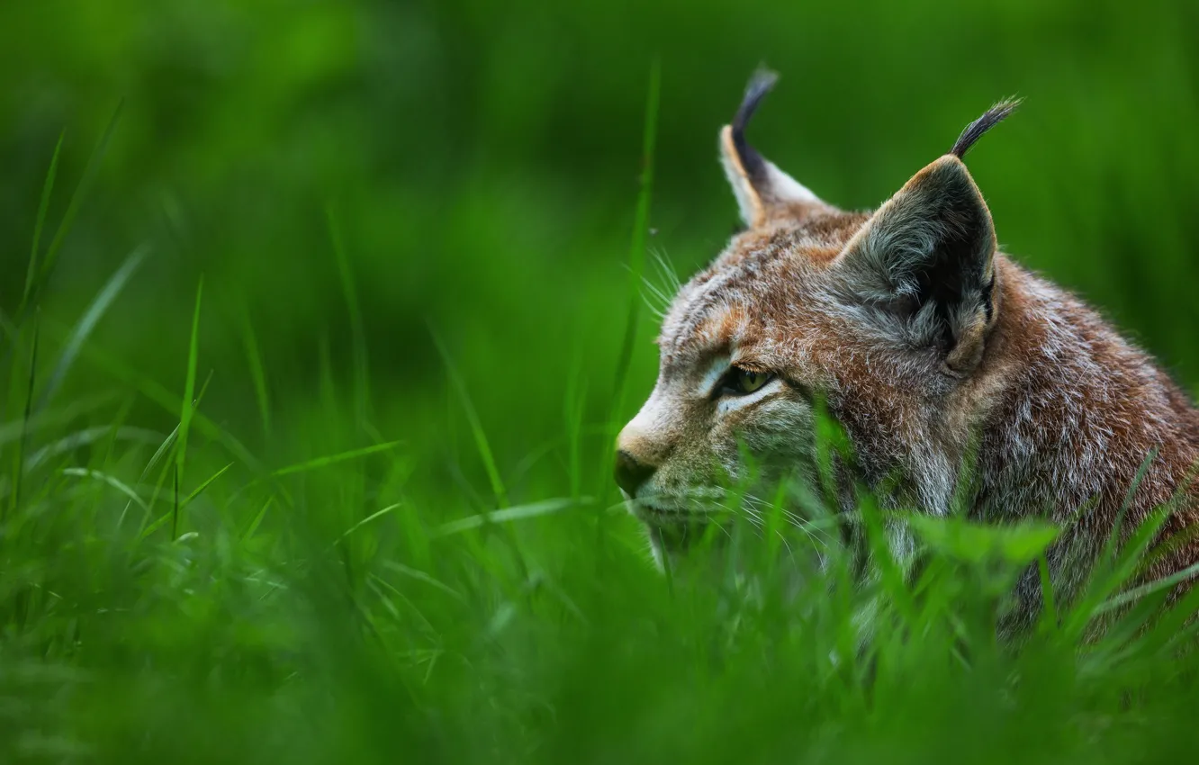 Photo wallpaper cat, grass, look, face, portrait, profile, ears, lynx