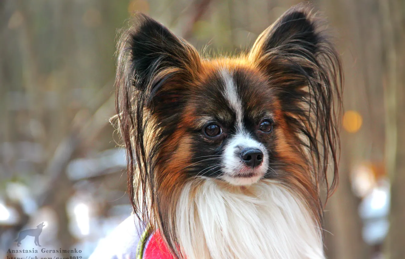 Photo wallpaper dog, cutie, male., Papillon