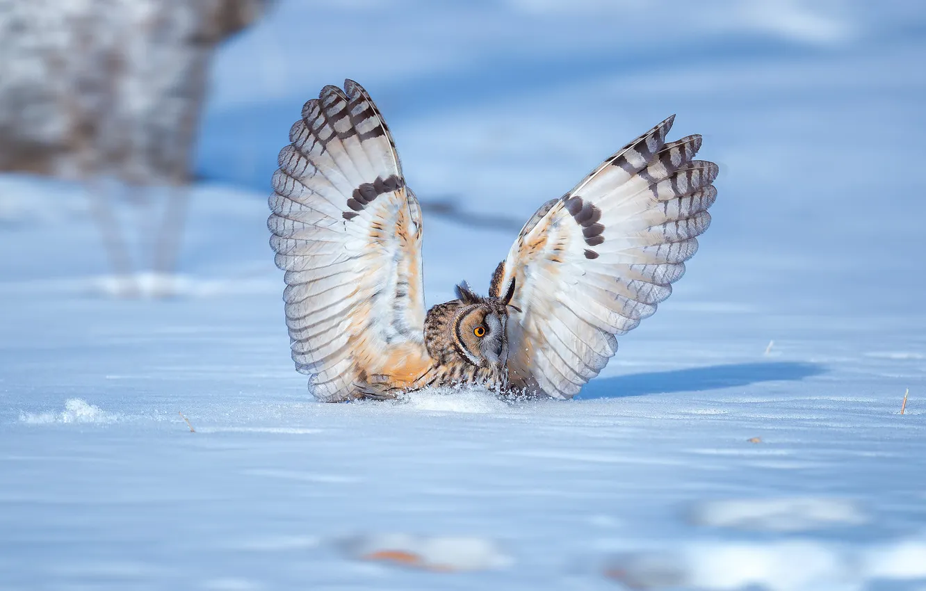 Photo wallpaper winter, field, look, snow, nature, owl, bird, in the snow