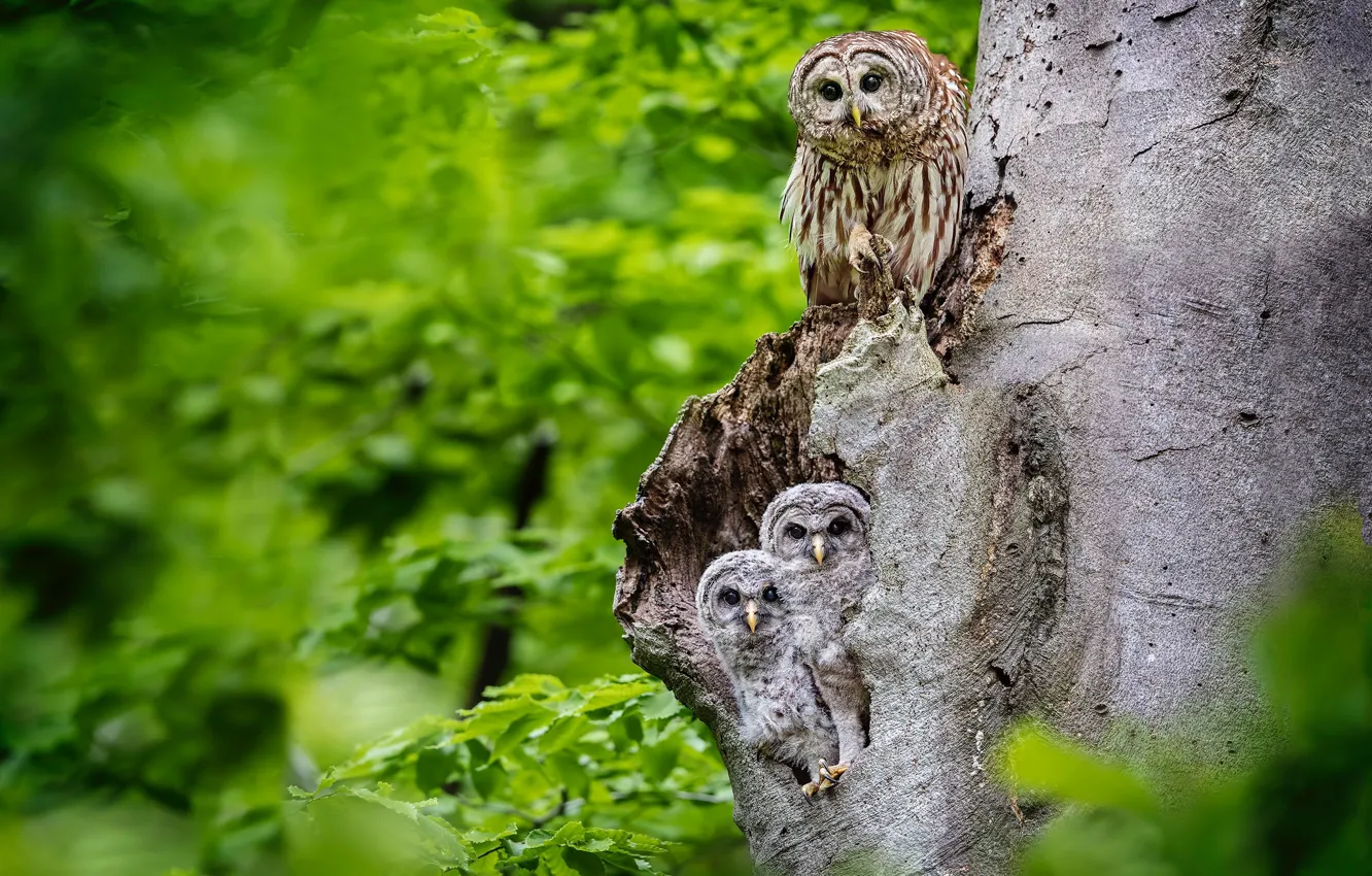 Photo wallpaper leaves, trees, owl, bird, three, the hollow, owlet, owl