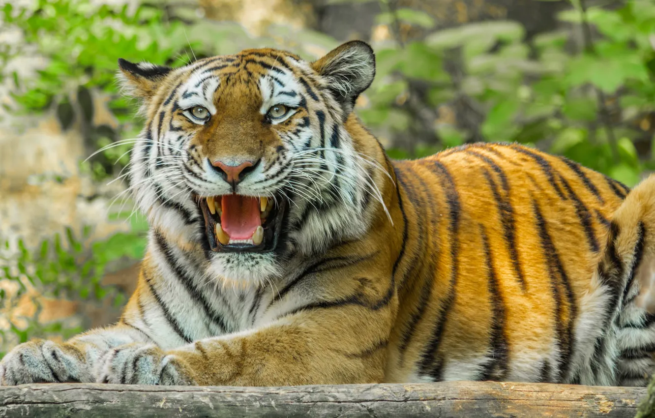 Photo wallpaper mustache, look, face, tiger, predator, fangs, grin, big cat