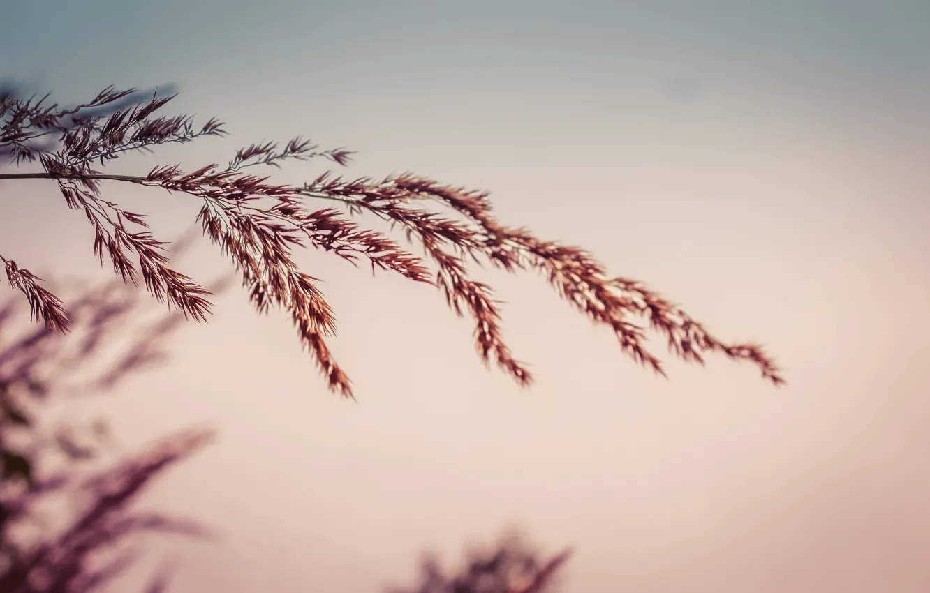 Photo wallpaper greens, grass, green, flower