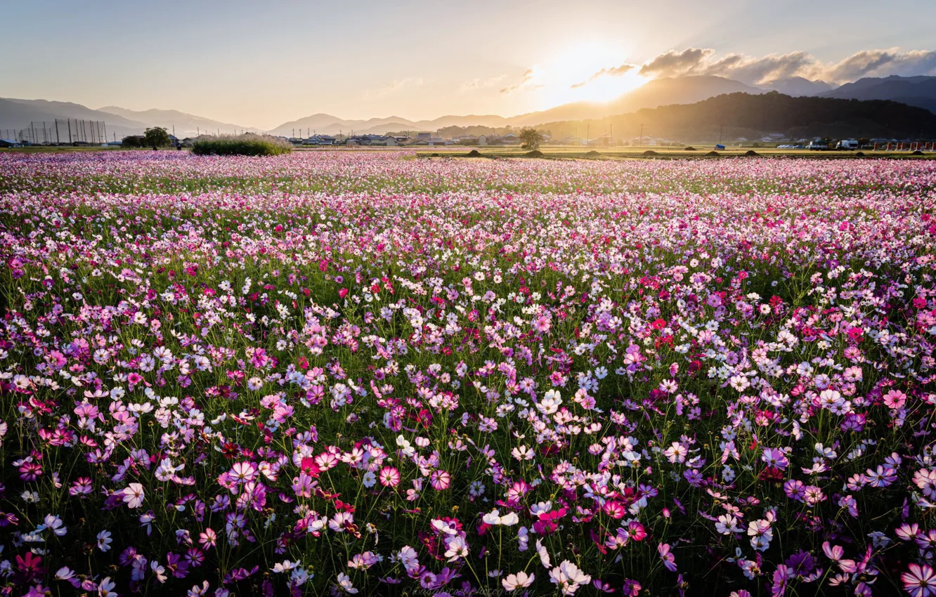 Photo wallpaper field, summer, the sun, flowers, mountains, nature, kosmeya