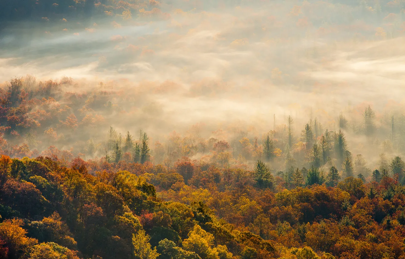 Photo wallpaper autumn, forest, fog, morning
