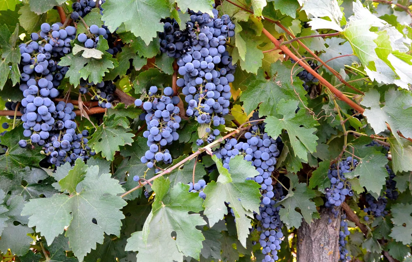 Photo wallpaper nature, grapes, the bushes, bunches