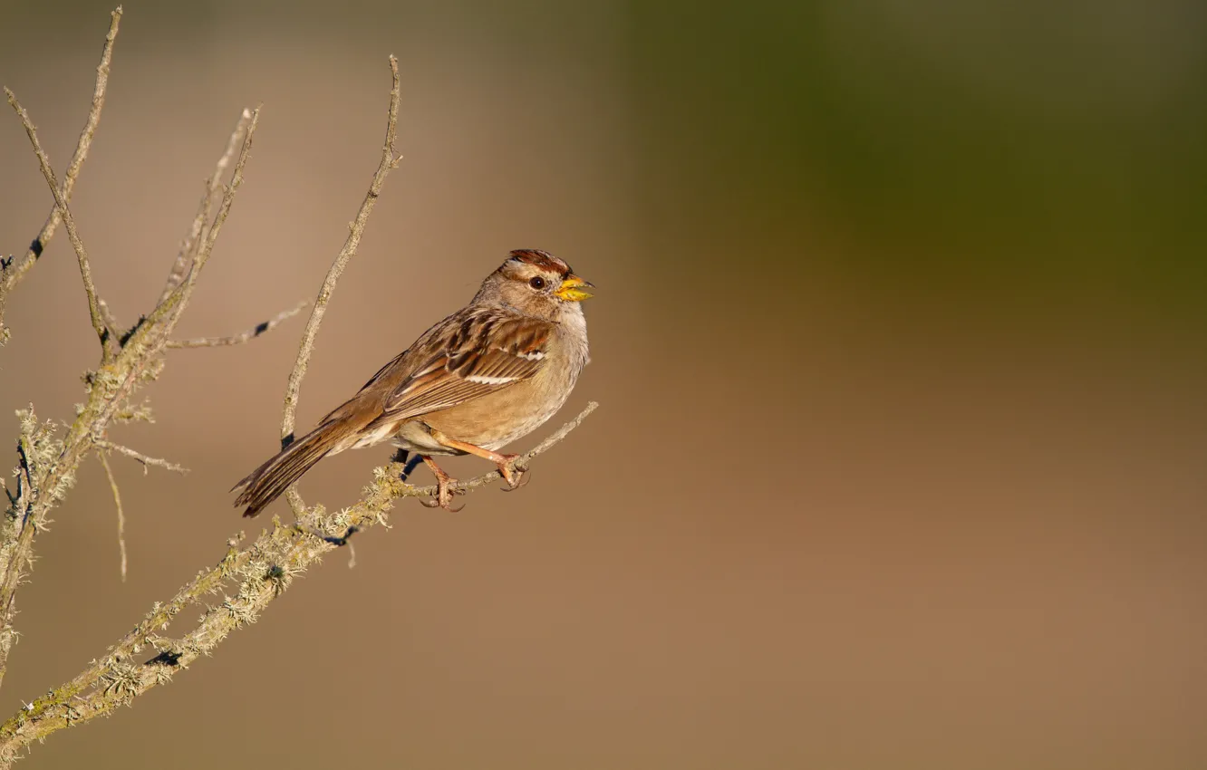 Photo wallpaper branches, animal, bird, blur, Sparrow, brown