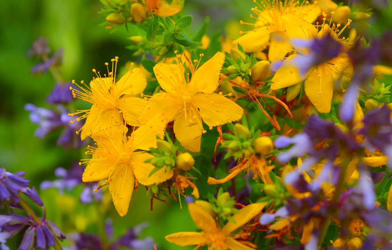Photo wallpaper summer, summer, yellow flowers, Yellow flowers
