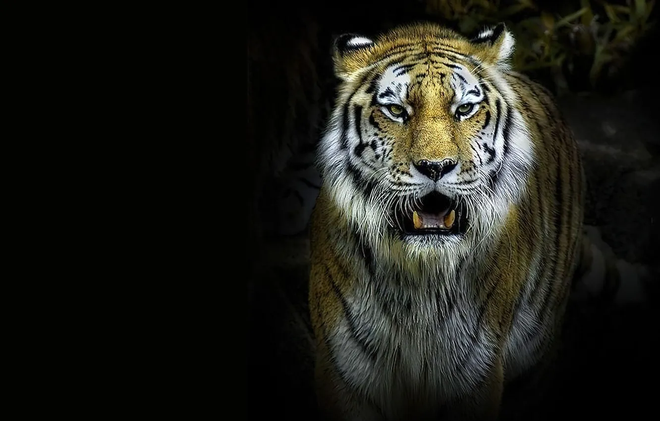 Photo wallpaper face, tiger, the dark background, animal, predator, art, big cat