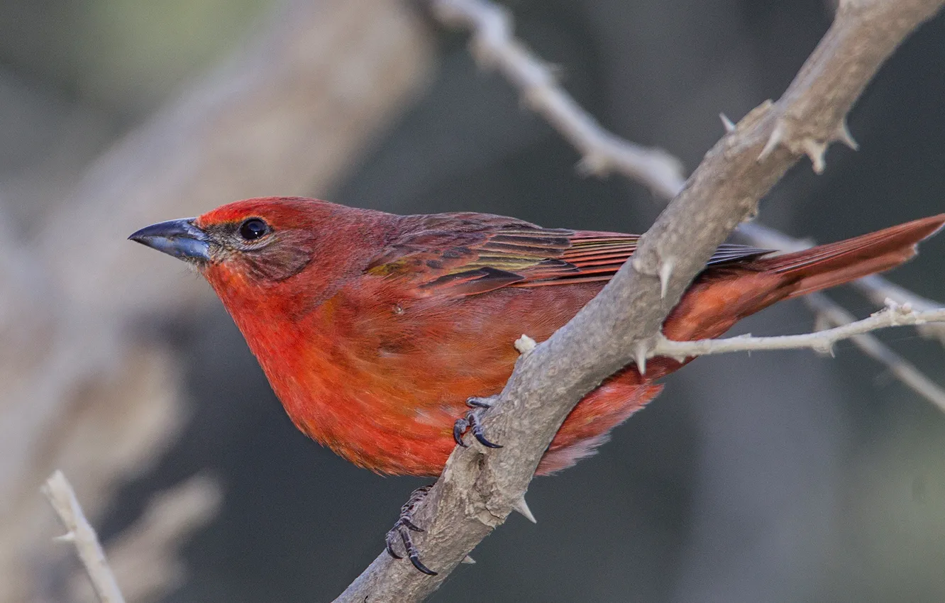 Photo wallpaper beak, tail, bird, branches, Scarlet piranga